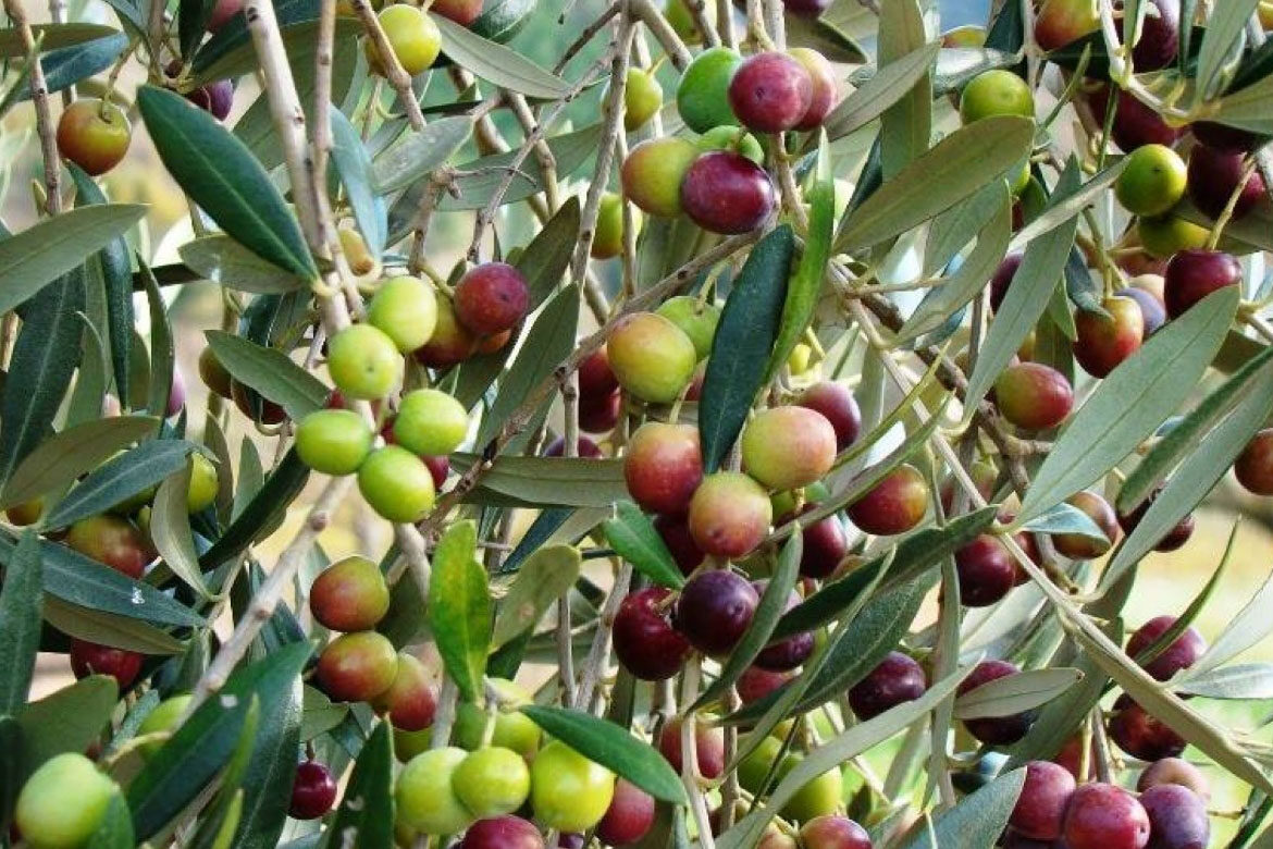 AOVE, el elixir del olivo