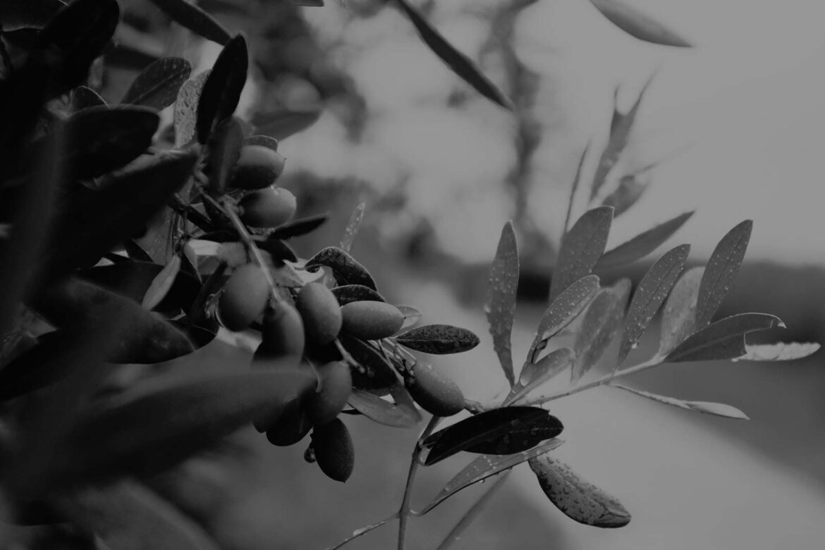 ¿Cómo conseguir una emulsión perfecta con aceite de oliva?