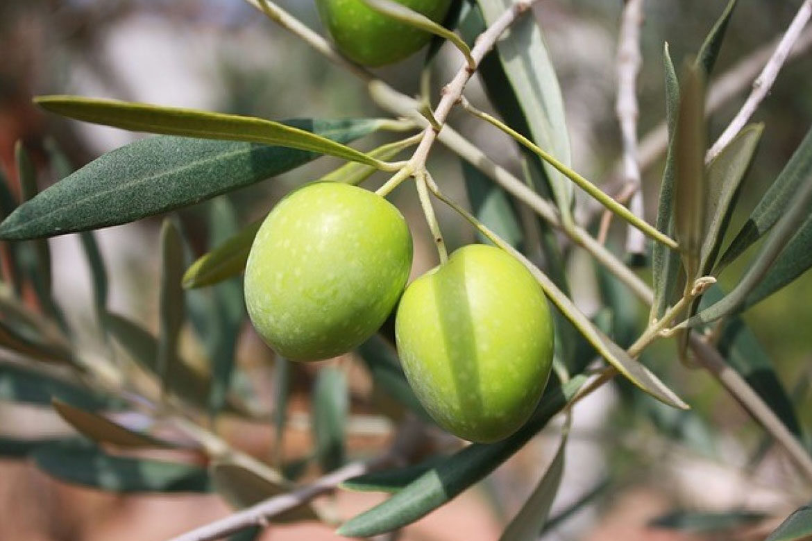 Conoce el aceite de oliva y sus variedades