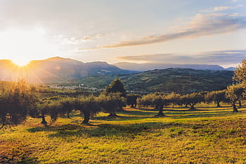 El ciclo del Olivo