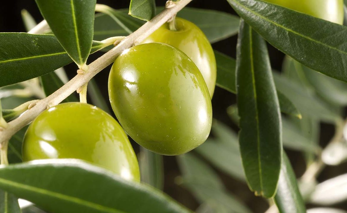 Cuidados del olivo en junio